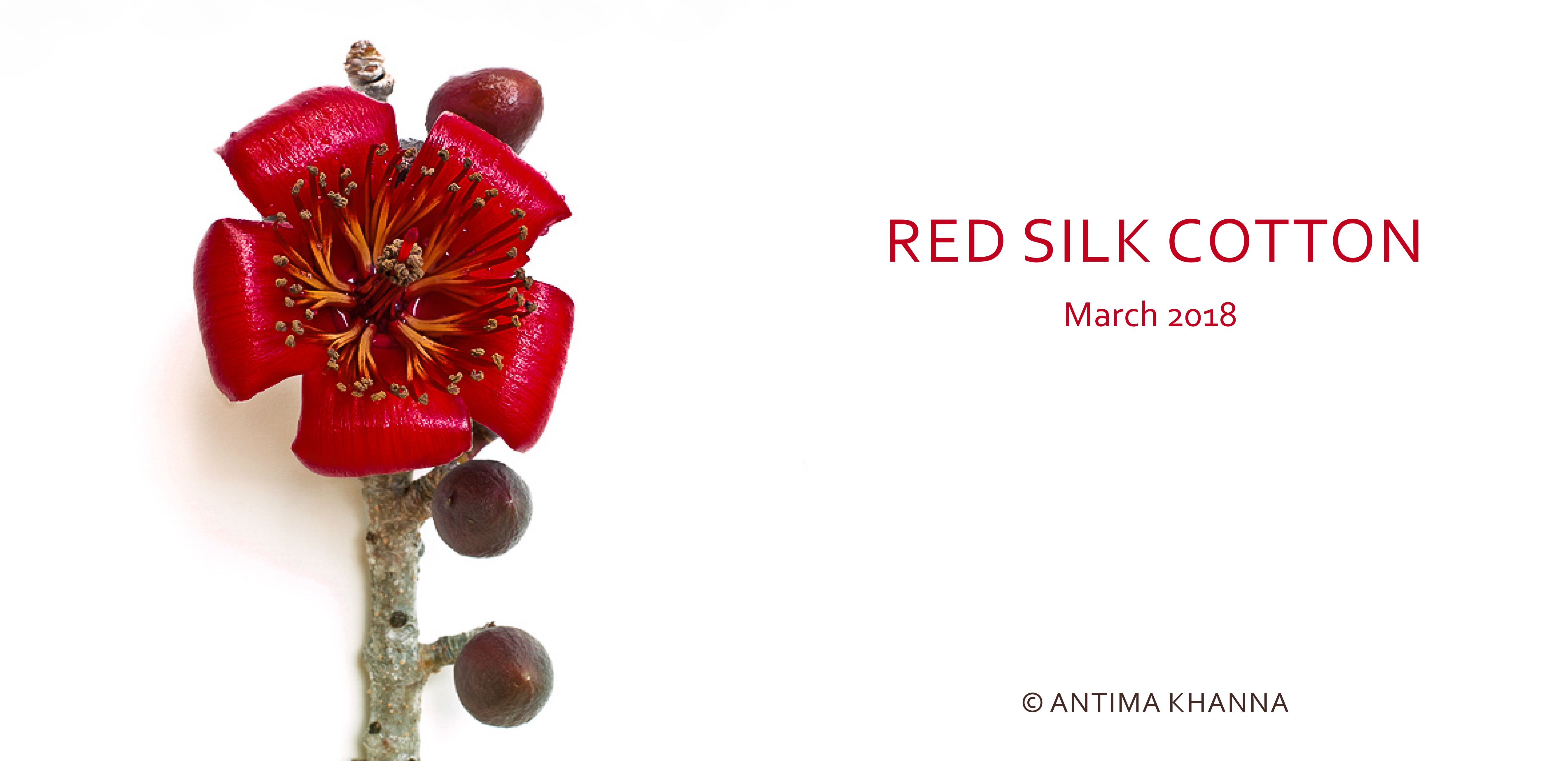 Red Silk Cotton